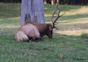 Cervus elaphus roosevelti Merriam